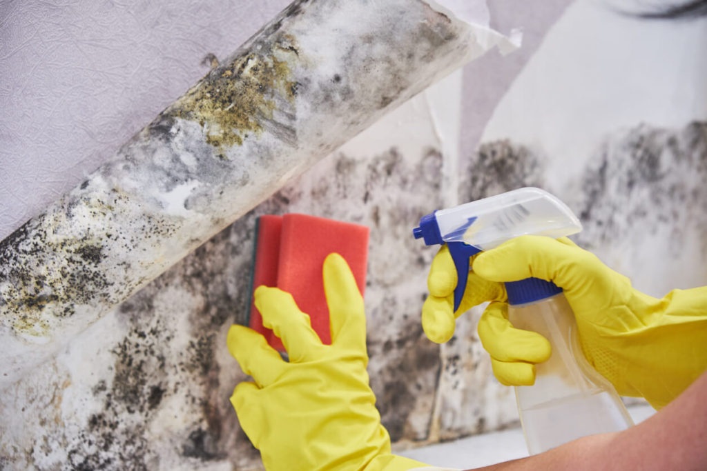 Mold Removal in South Elgin, Illinois (4707)