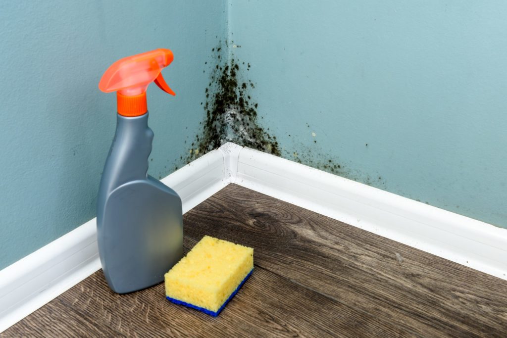 Mold Cleaning in Clarendon Hills, Illinois (5577)