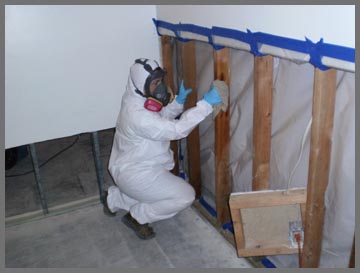 Mold Removal in Downers Grove, Illinois (8666)